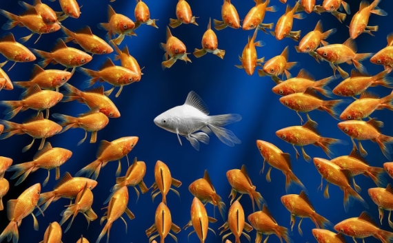 One fish surrounded